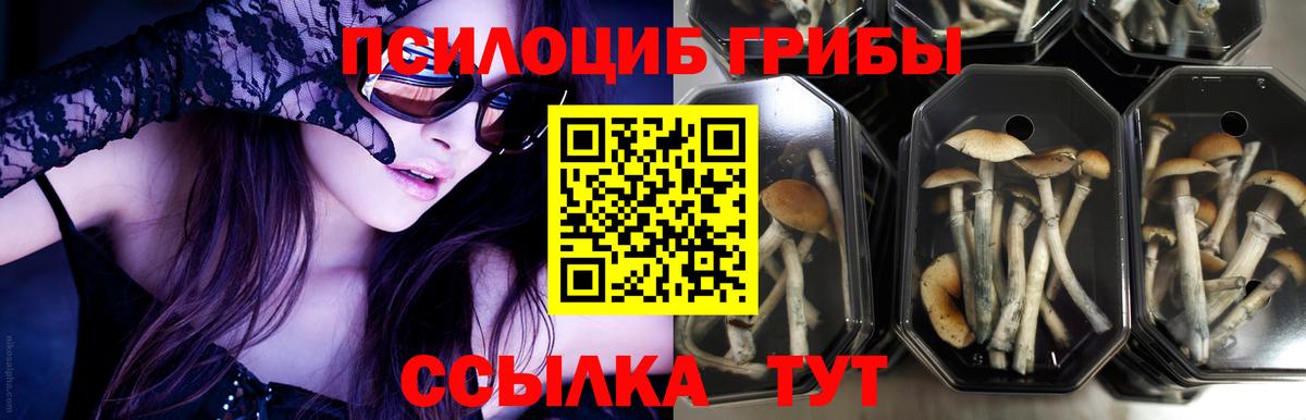 Псилоцибиновые грибы ЛСД  Берёзовский  Галлюциногенные грибы GOLDEN TEACHER 